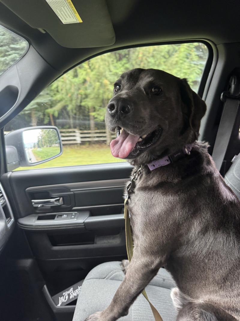 Tommy, Adoptable, Adult Male Mixed Breed.