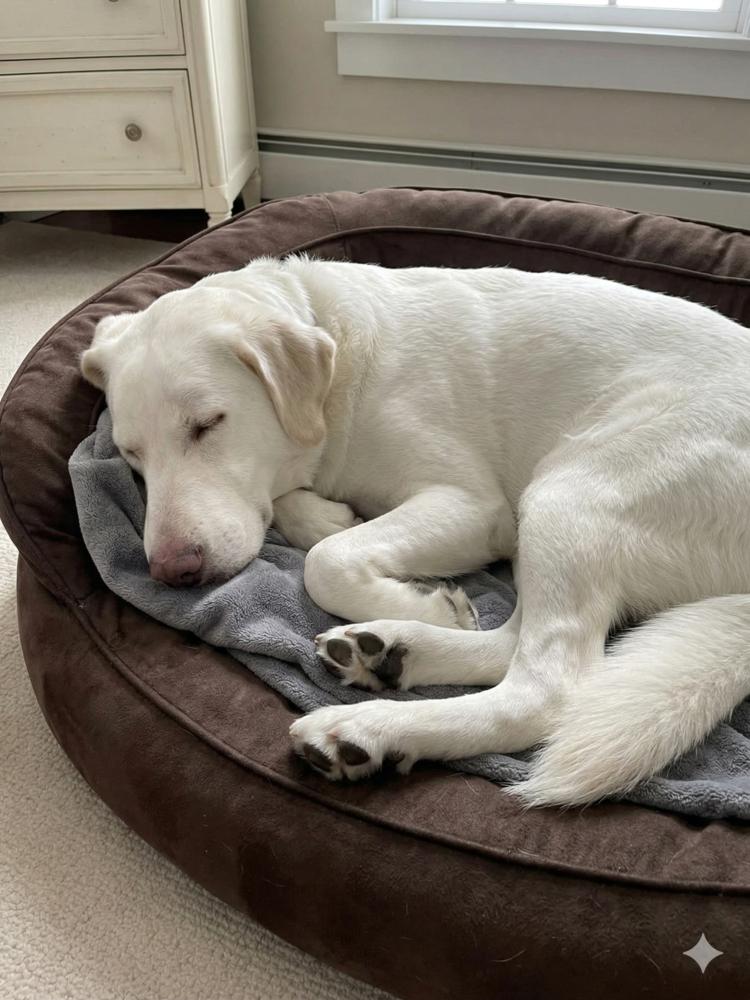 Enlarge Bubba, a Adoptable mixed breed in Crown Point, IN image 2/6