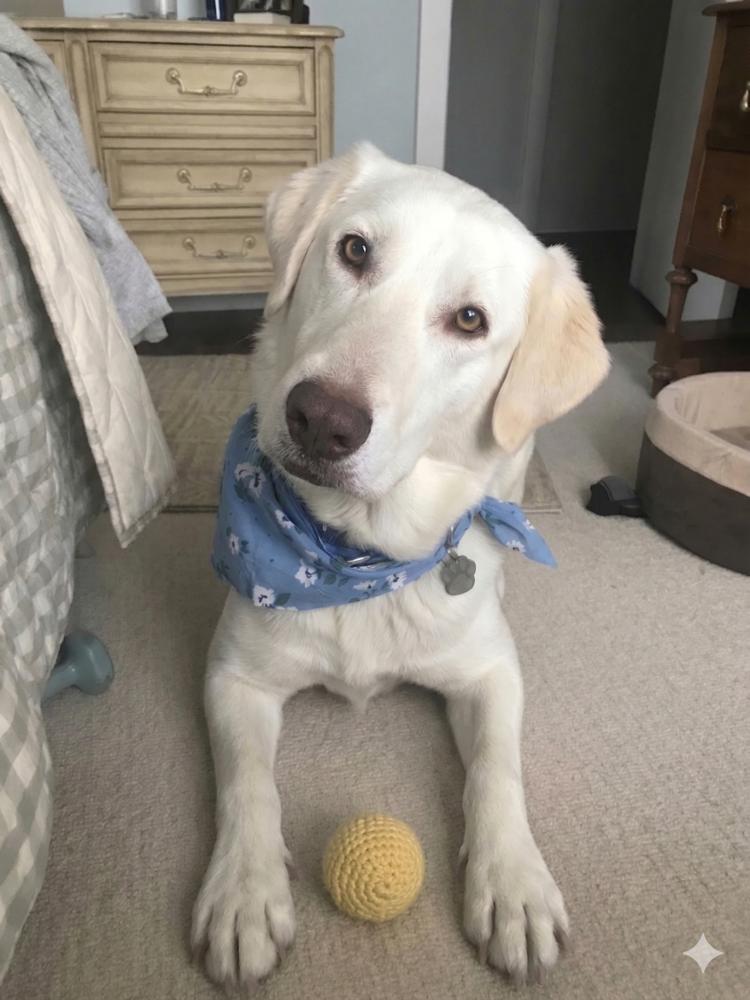 Bubba, Adoptable, Adult Male Labrador Retriever & Great Pyrenees.