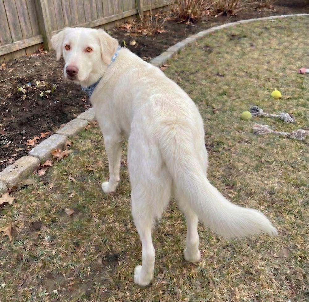 Enlarge Bubba, a Adoptable mixed breed in Crown Point, IN image 5/6