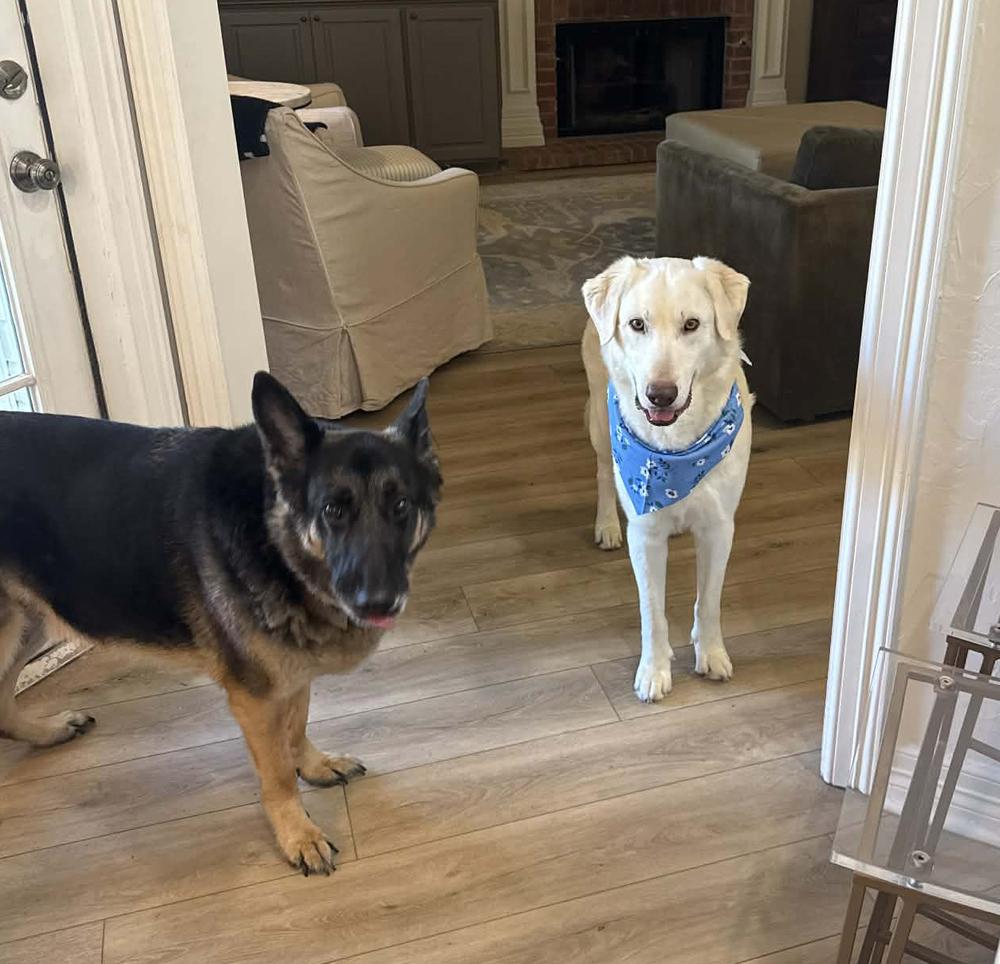 Enlarge Bubba, a Adoptable mixed breed in Crown Point, IN image 6/6