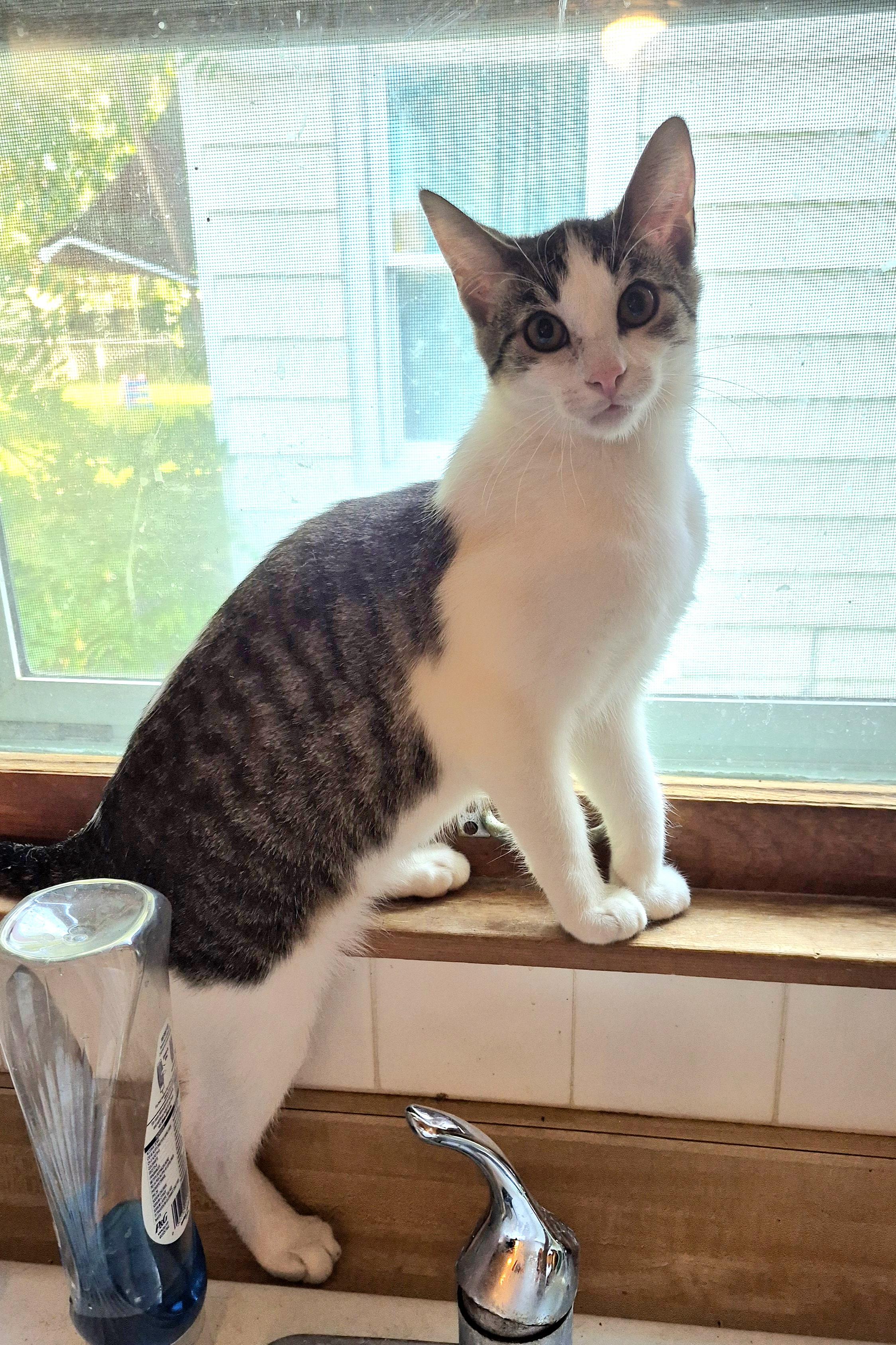 Enlarge Colin, a Adoptable mixed breed in Milwaukee, WI image 3/6