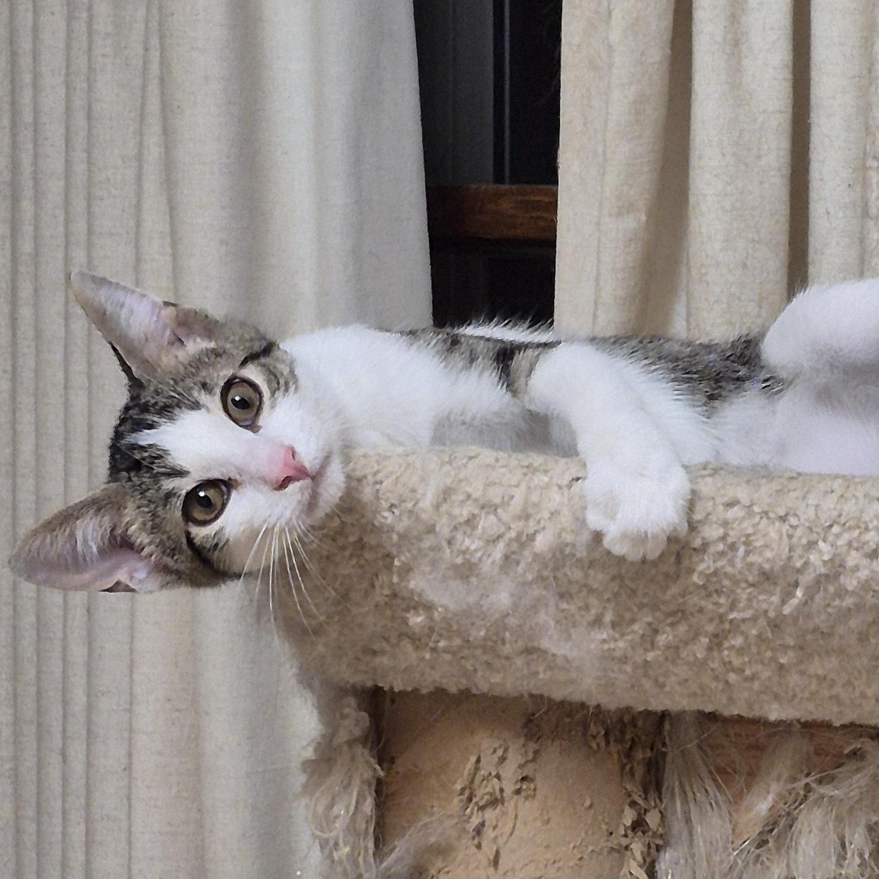 Colin, Adoptable, Kitten Male Domestic Short Hair.