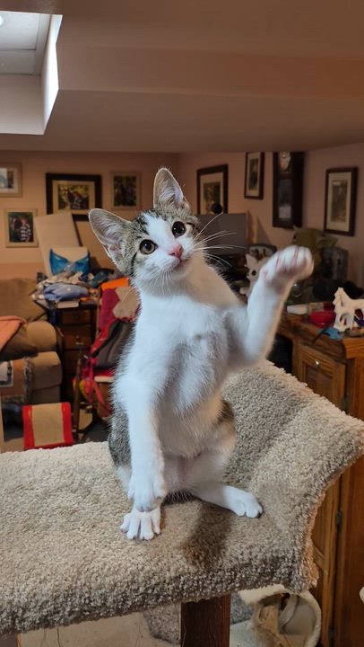 Enlarge Colin, a Adoptable mixed breed in Milwaukee, WI video 4/6
