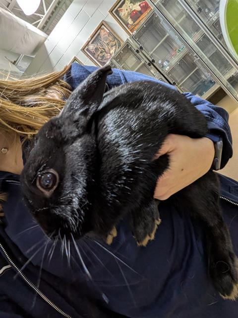 Enlarge SAFFRON, a Adoptable Bunny Rabbit in Saint Peters, MO image 1/1