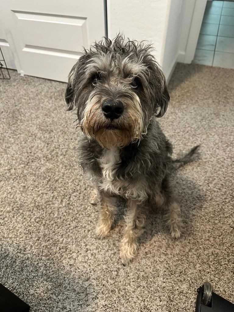 Fenway, Adoptable, Adult Male Terrier.