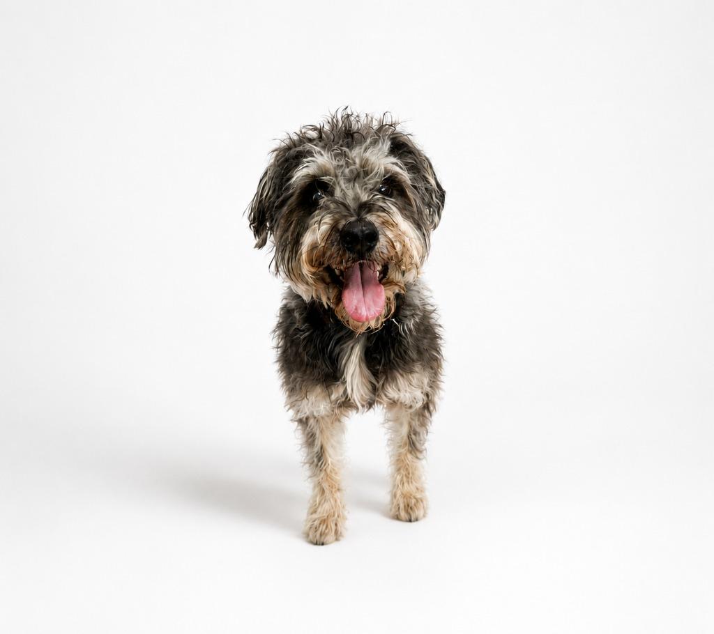 Enlarge Fenway, a Adoptable mixed breed in Mesa, AZ image 2/3