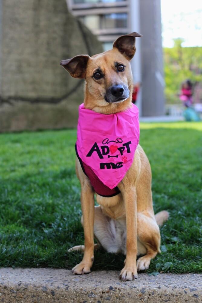 Lia, Adoptable, Adult Female Shepherd.