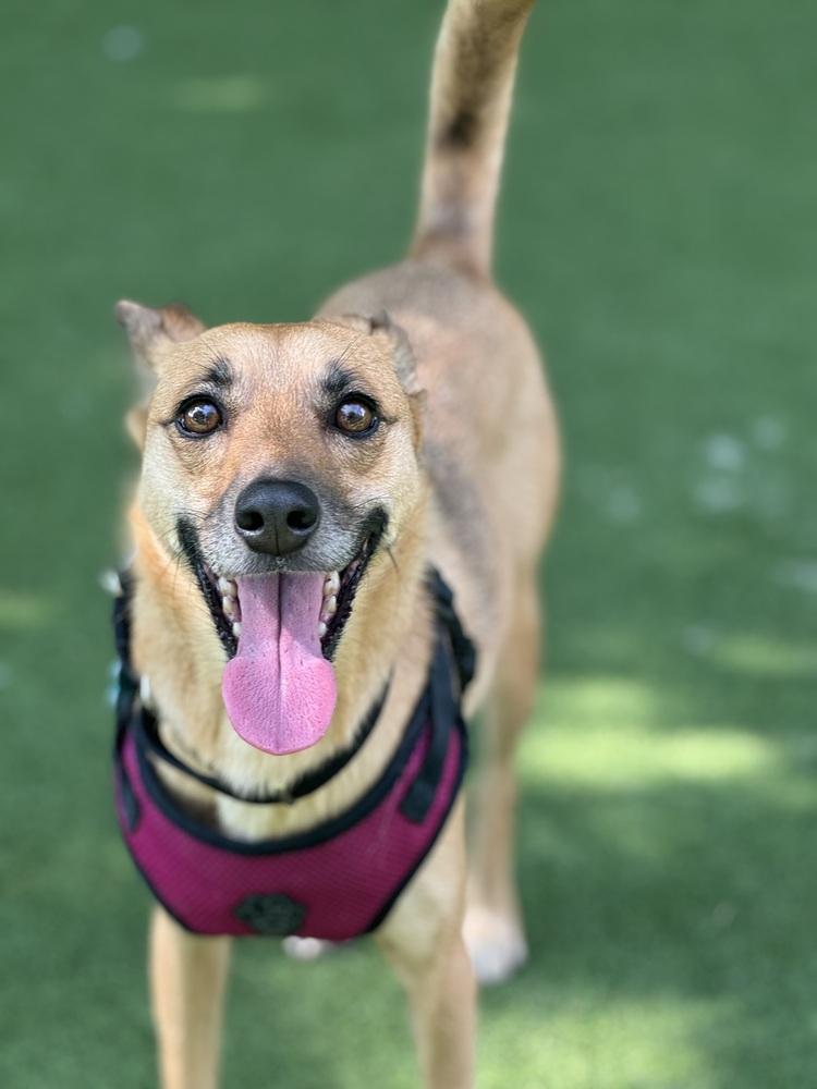 Lia, a Adoptable mixed breed in New York, NY image 3/6