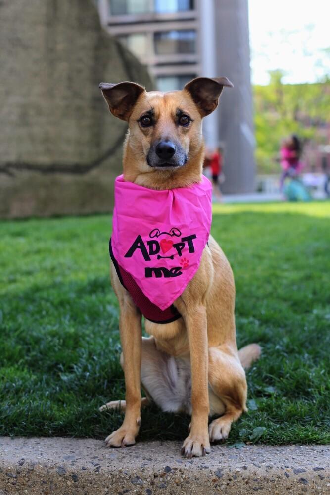 Lia, a Adoptable mixed breed in New York, NY image 4/6