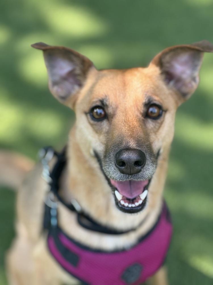 Lia, a Adoptable mixed breed in New York, NY image 5/6