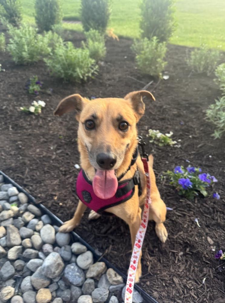 Lia, a Adoptable mixed breed in New York, NY image 6/6
