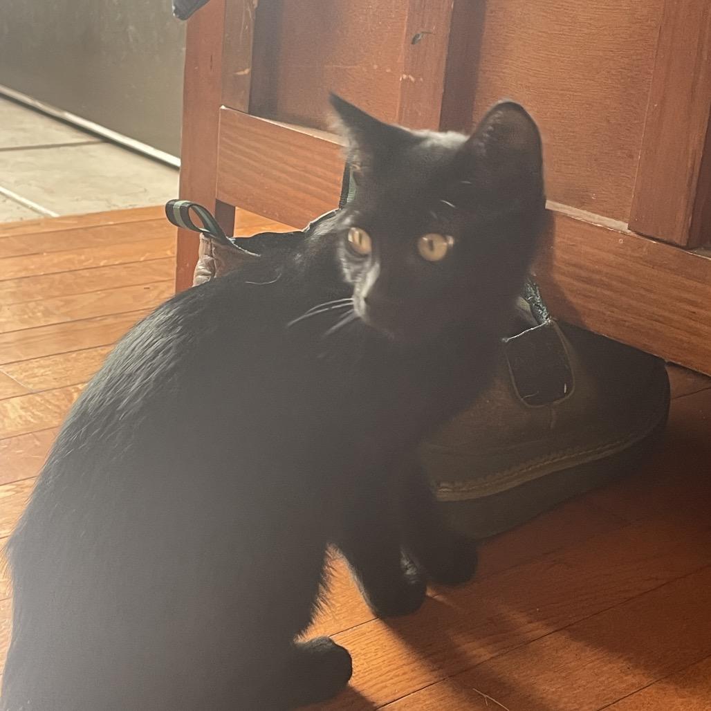 Spooky (aka Larry), a Adoptable Domestic Short Hair in Ferndale, WA image 1/5