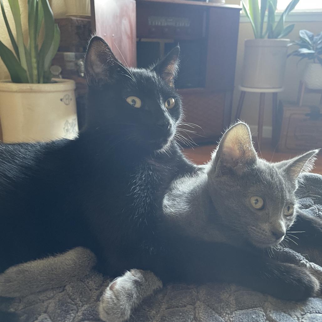 Spooky (aka Larry), a Adoptable Domestic Short Hair in Ferndale, WA image 3/5