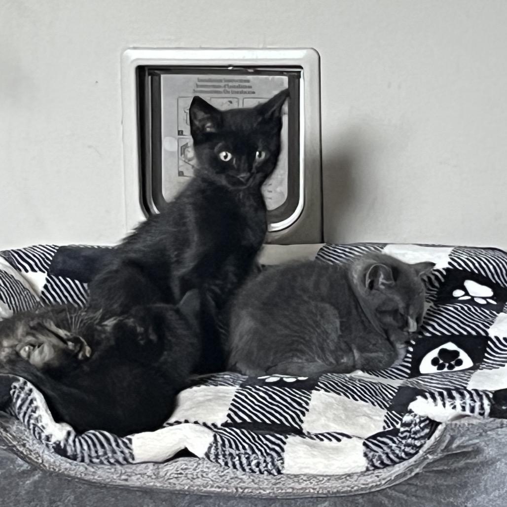 Spooky (aka Larry), a Adoptable Domestic Short Hair in Ferndale, WA image 4/5