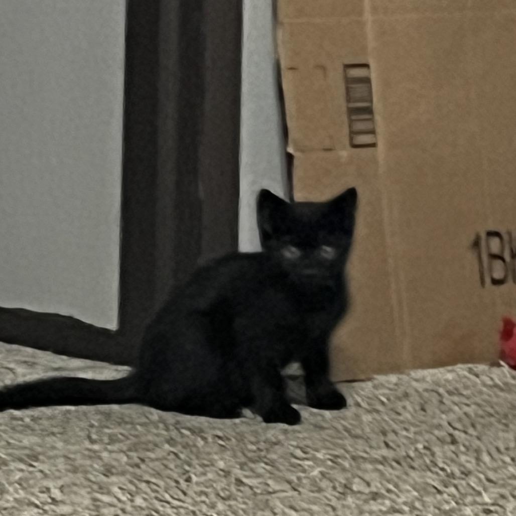 Spooky (aka Larry), a Adoptable Domestic Short Hair in Ferndale, WA image 5/5