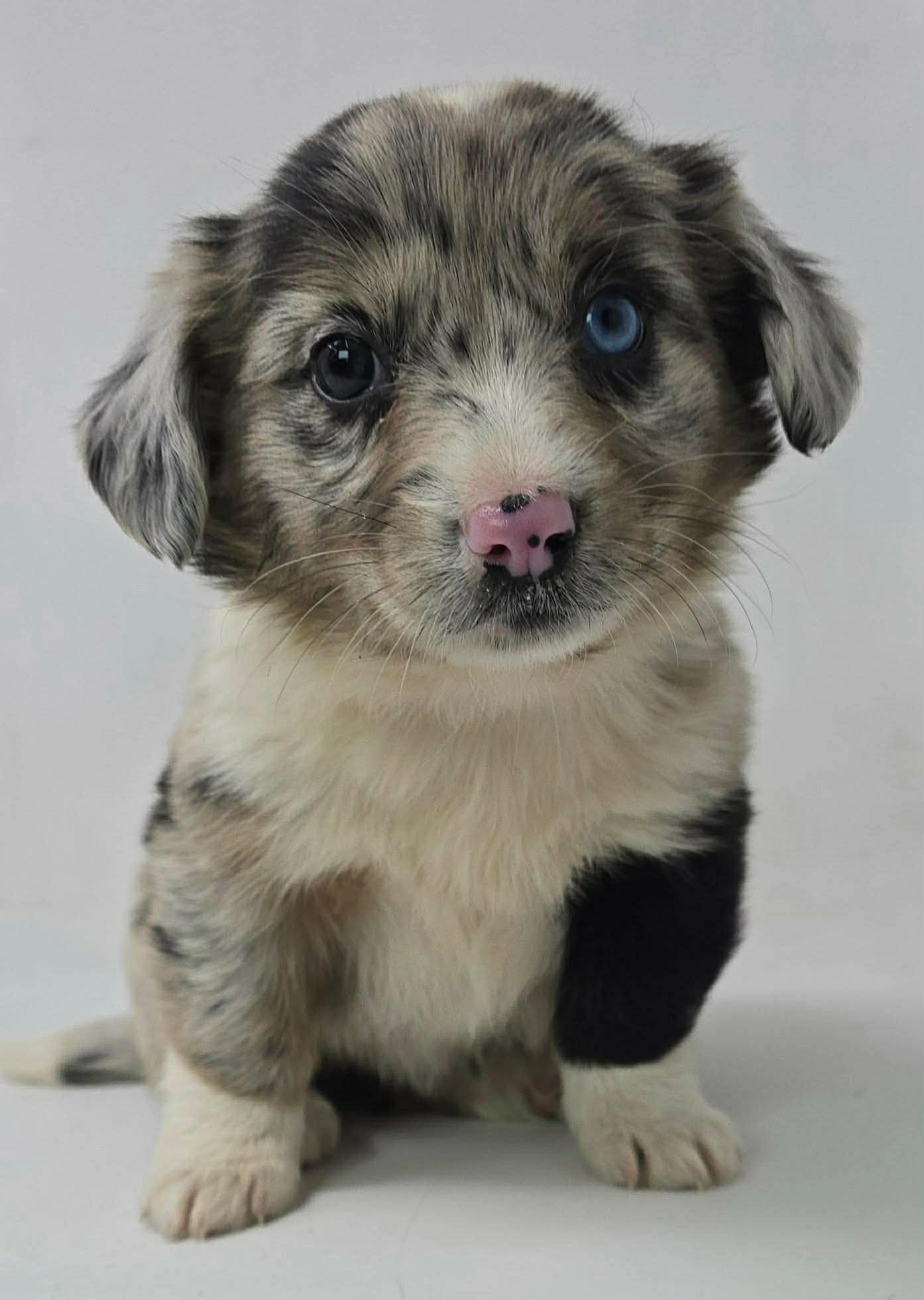 Enlarge CASCADE, a Adoptable Australian Shepherd in Pomfret Center, CT image 1/1