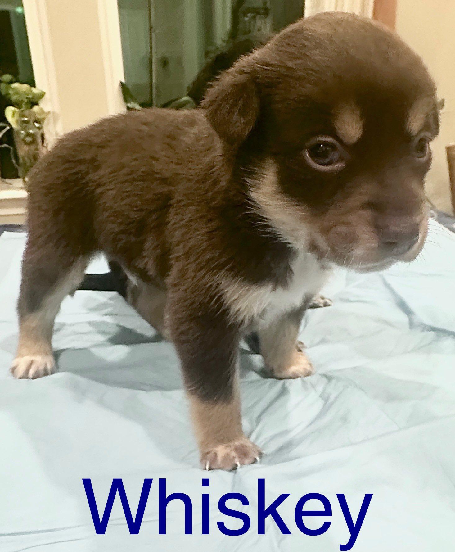Whiskey
