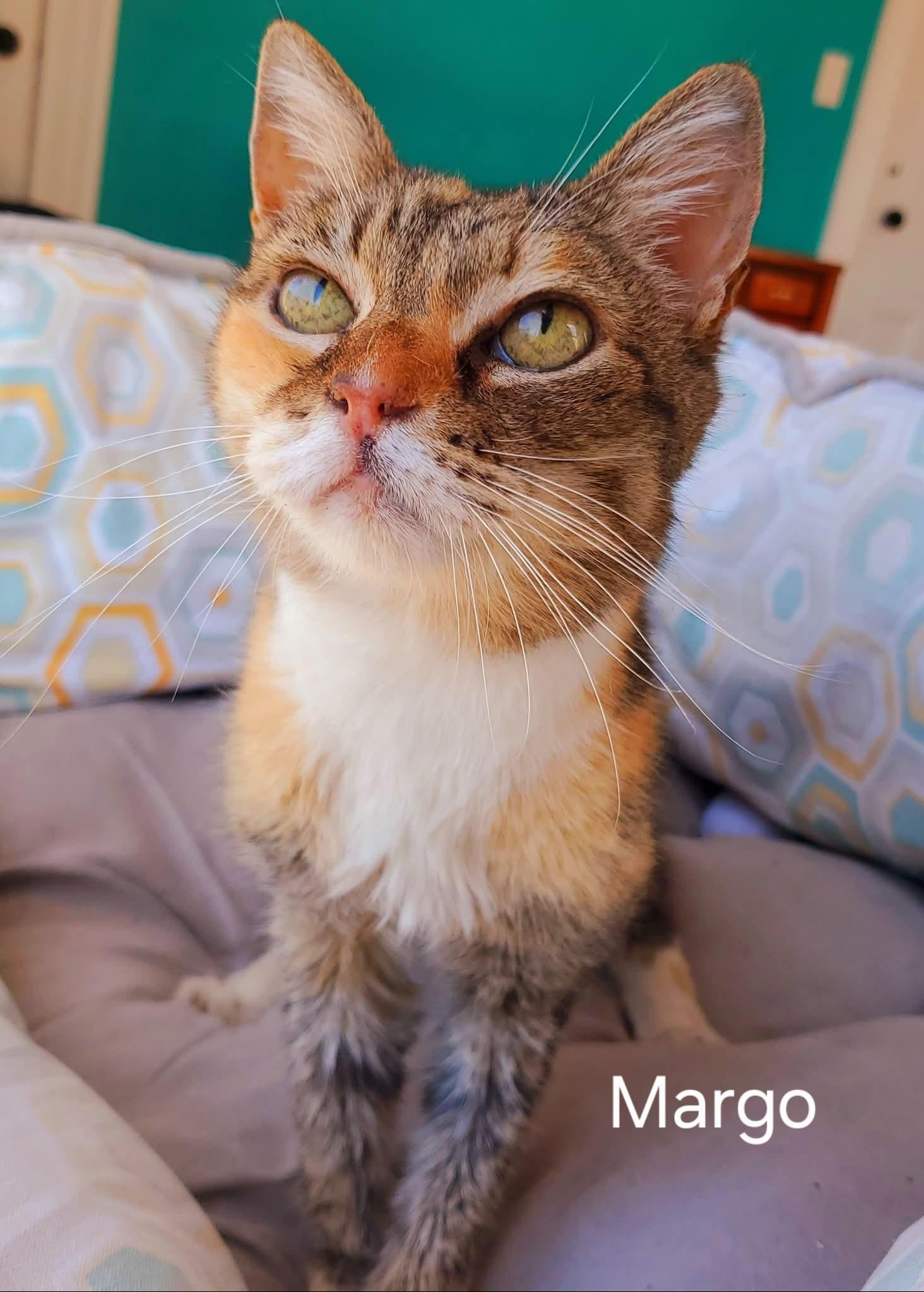 Enlarge Margo, a ADOPTABLE Domestic Short Hair in Chicopee, MA image 3/3