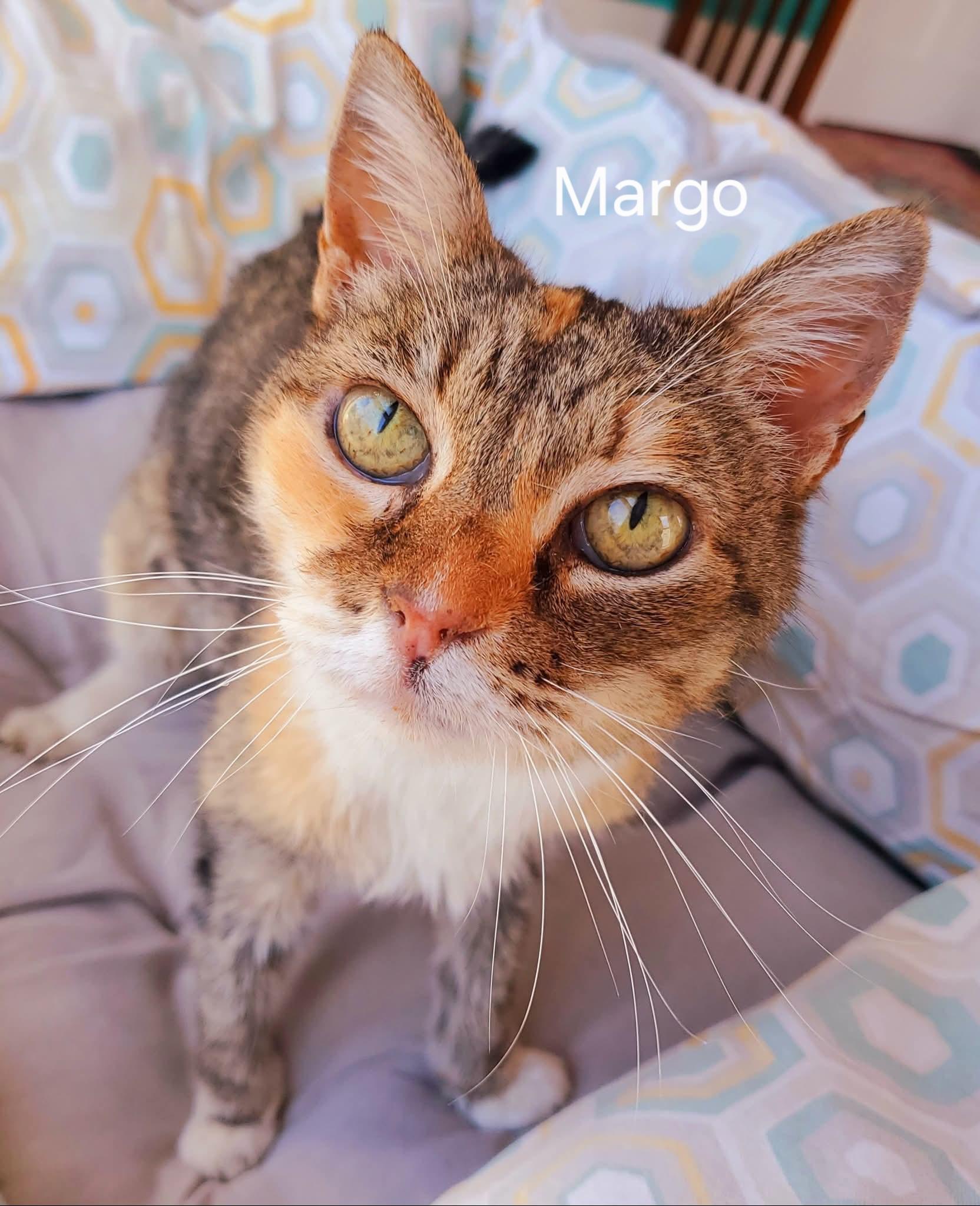 Enlarge Margo, a ADOPTABLE Domestic Short Hair in Chicopee, MA image 2/3