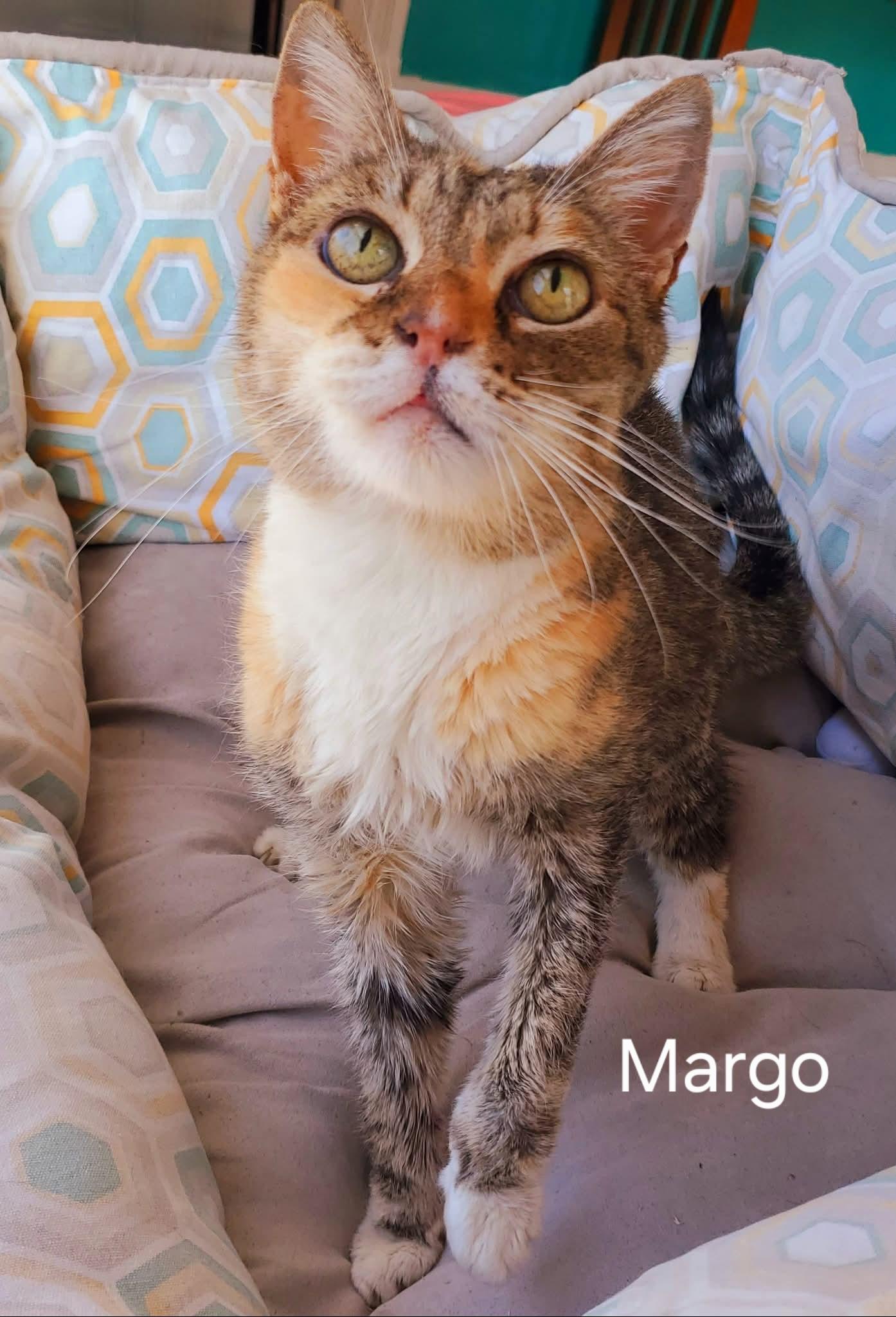 Margo, ADOPTABLE, Senior Female Domestic Short Hair.