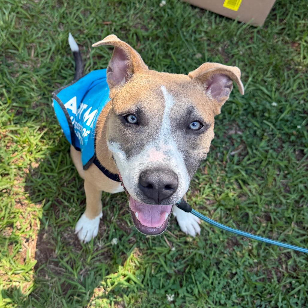 Enlarge Delilah 6315, a Adoptable Mixed Breed in Hamilton, GA image 1/6