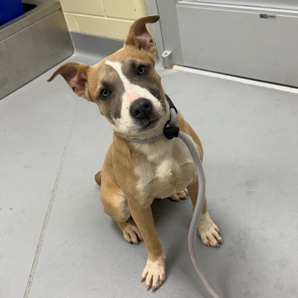 Enlarge Delilah 6315, a Adoptable Mixed Breed in Hamilton, GA image 2/6
