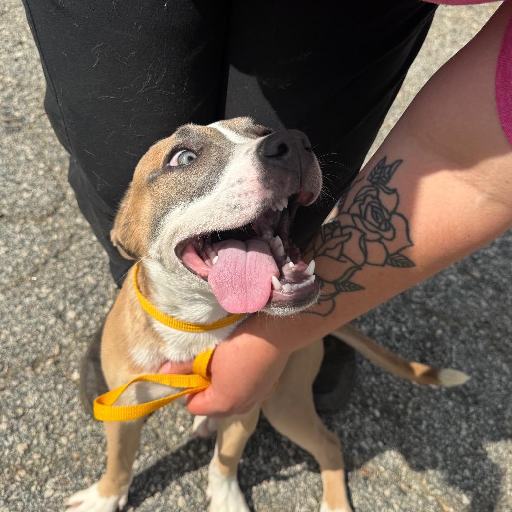 Enlarge Delilah 6315, a Adoptable Mixed Breed in Hamilton, GA image 3/6