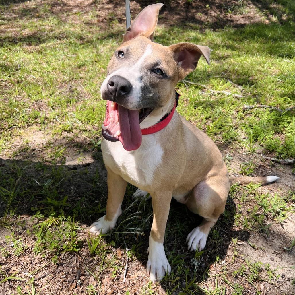 Enlarge Delilah 6315, a Adoptable Mixed Breed in Hamilton, GA image 4/6