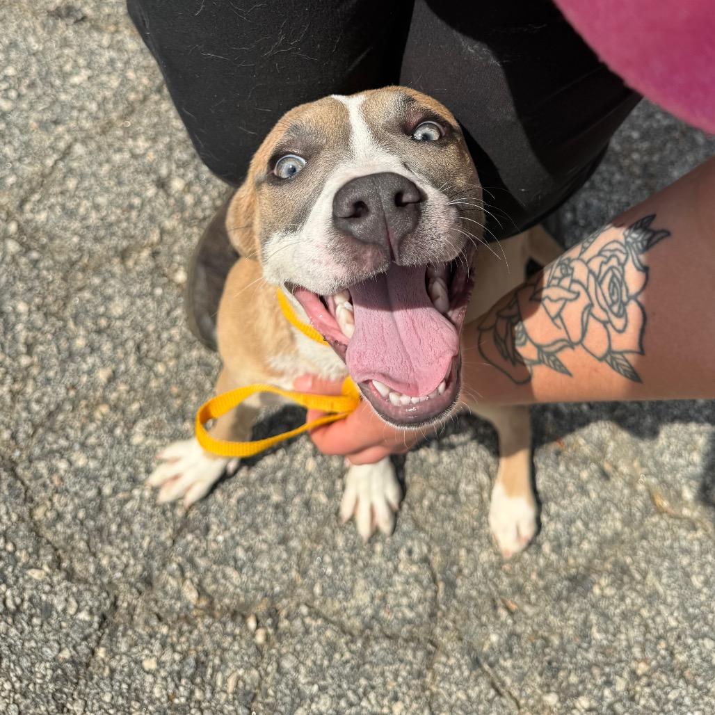 Enlarge Delilah 6315, a Adoptable Mixed Breed in Hamilton, GA image 5/6