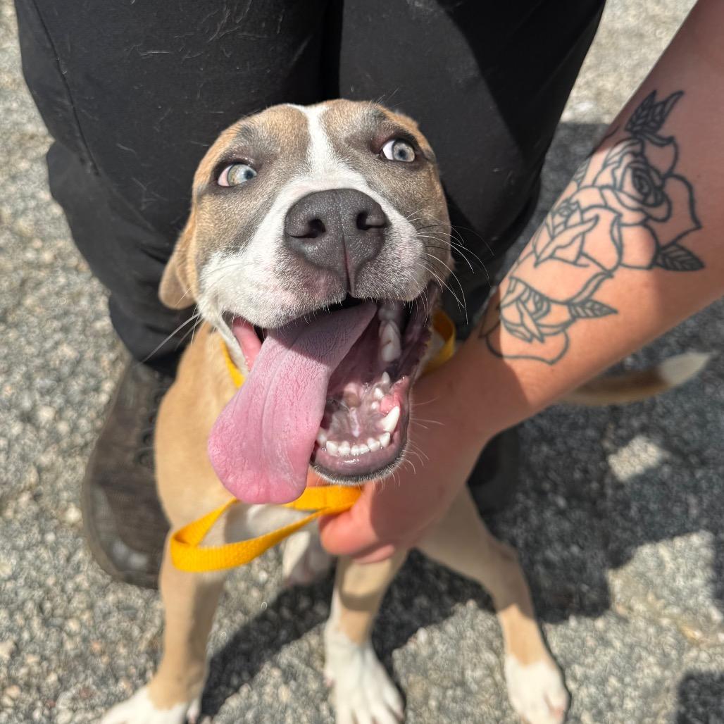 Enlarge Delilah 6315, a Adoptable Mixed Breed in Hamilton, GA image 6/6