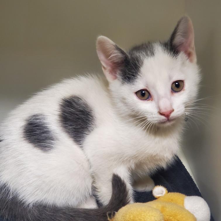 Enlarge Rubicon, a Adoptable Domestic Short Hair in Phoenix, AZ image 1/1
