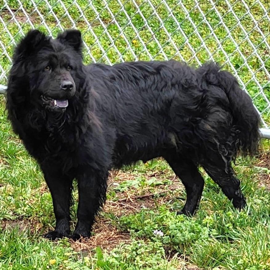 Enlarge Shasta, a Adoptable Chow Chow in Warrensburg, MO image 1/1