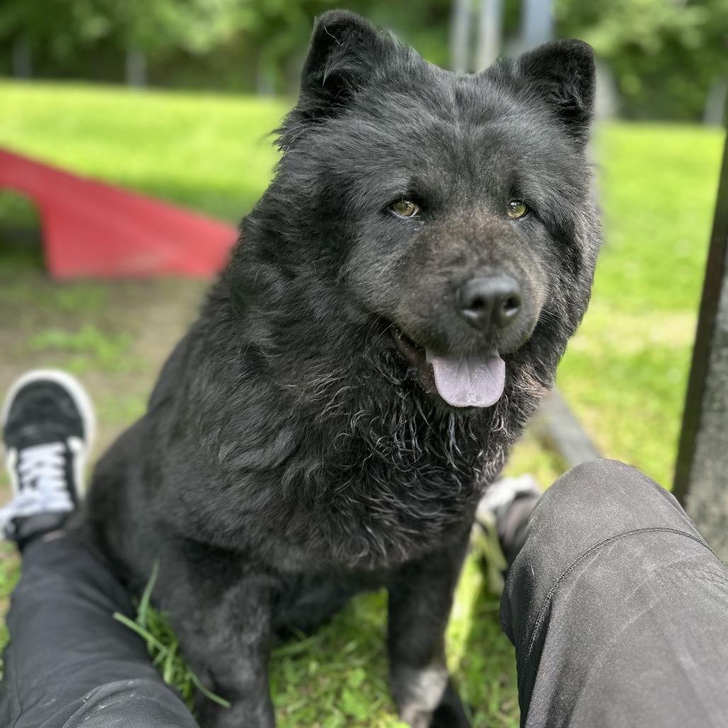 Shasta, a Adoptable Chow Chow in Warrensburg, MO image 2/6