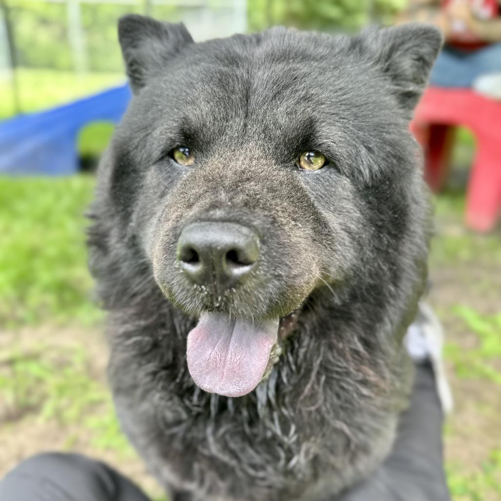 Shasta, a Adoptable Chow Chow in Warrensburg, MO image 3/6
