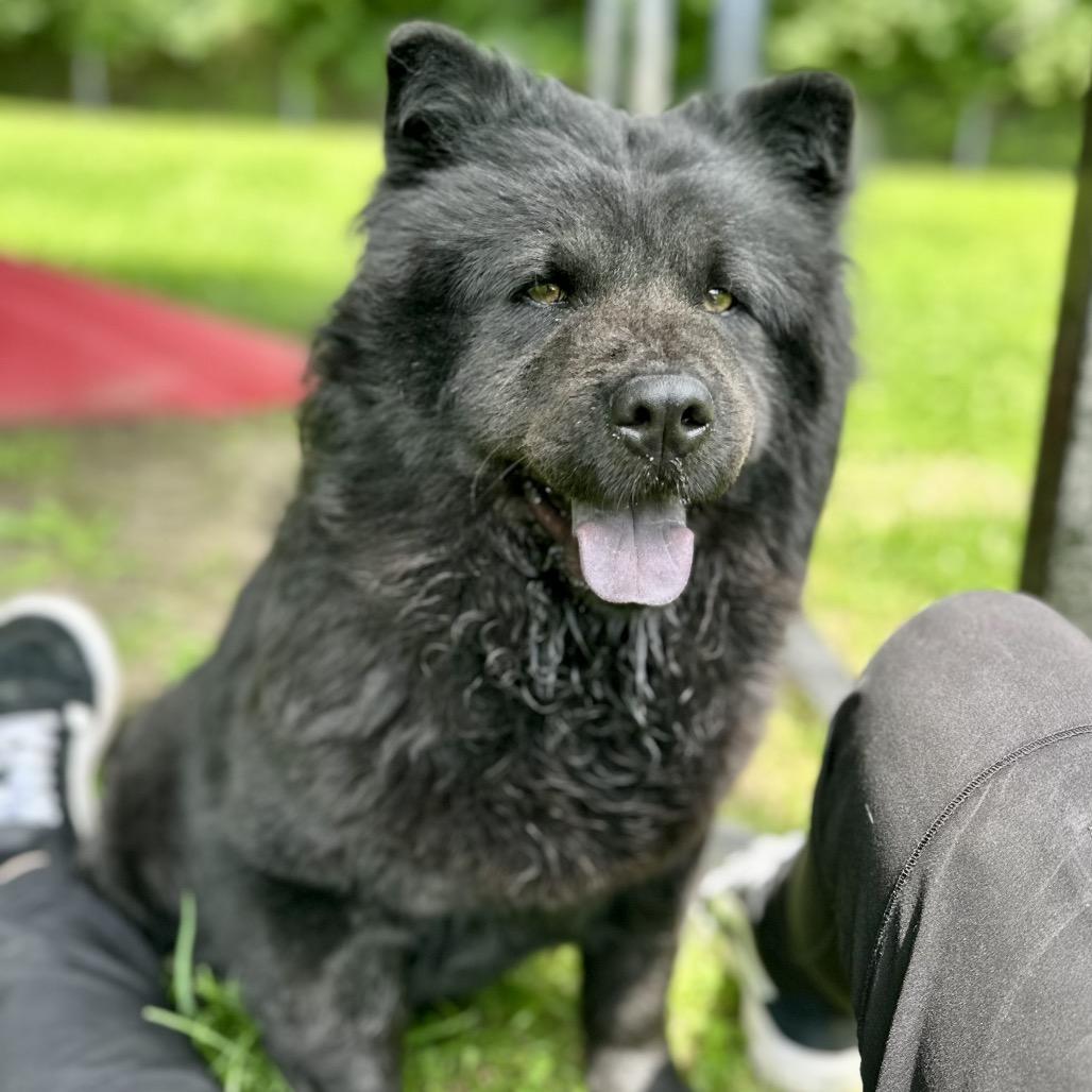 Shasta, a Adoptable Chow Chow in Warrensburg, MO image 4/6
