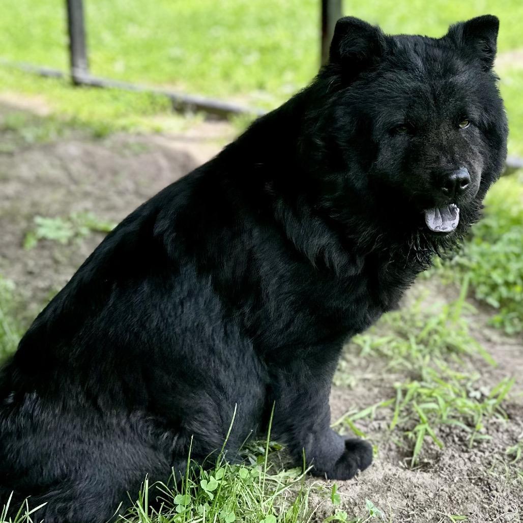 Shasta, a Adoptable Chow Chow in Warrensburg, MO image 5/6