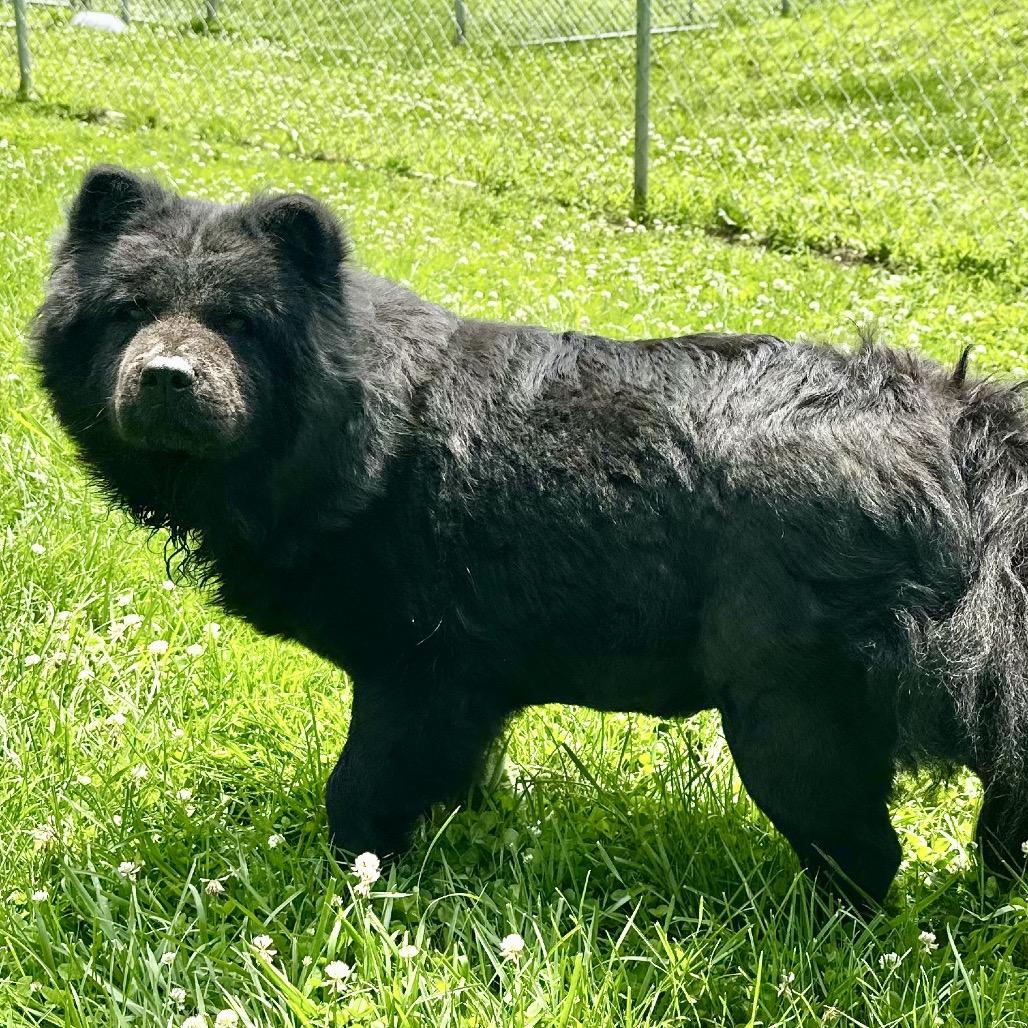 Shasta, a Adoptable Chow Chow in Warrensburg, MO image 6/6