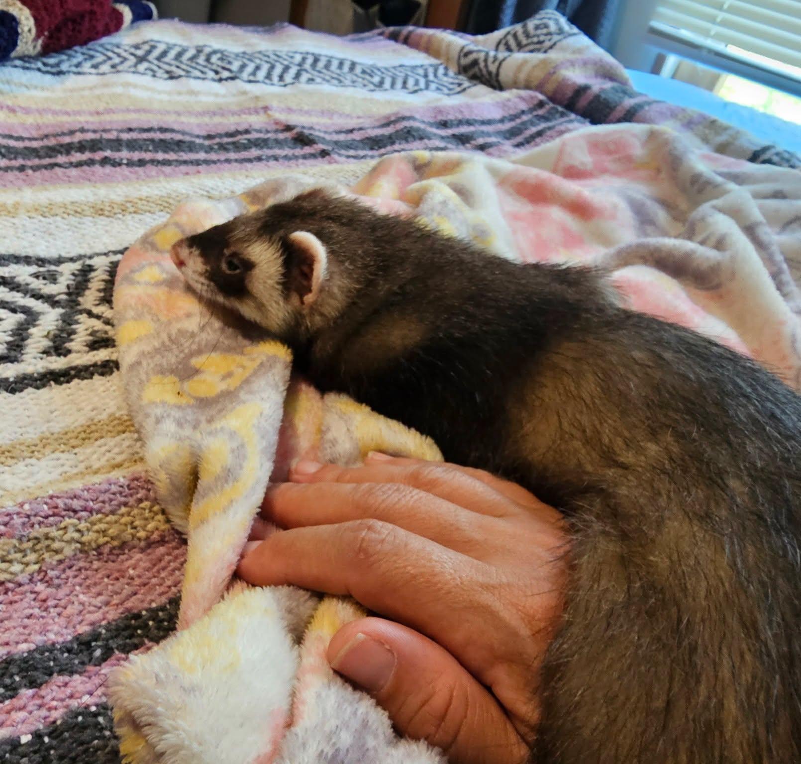 Jasper, ADOPTABLE, Young Male Ferret.