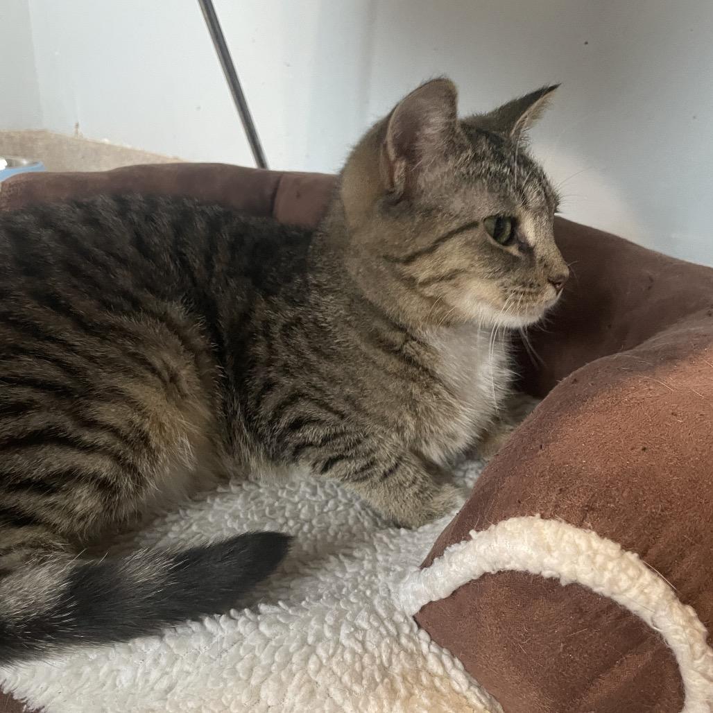 Enlarge Vessel, a Adoptable Domestic Short Hair in South Haven, MI image 1/5