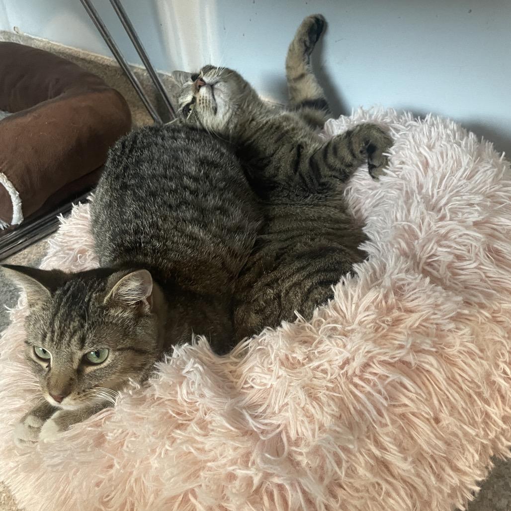 Enlarge Vessel, a Adoptable Domestic Short Hair in South Haven, MI image 2/5