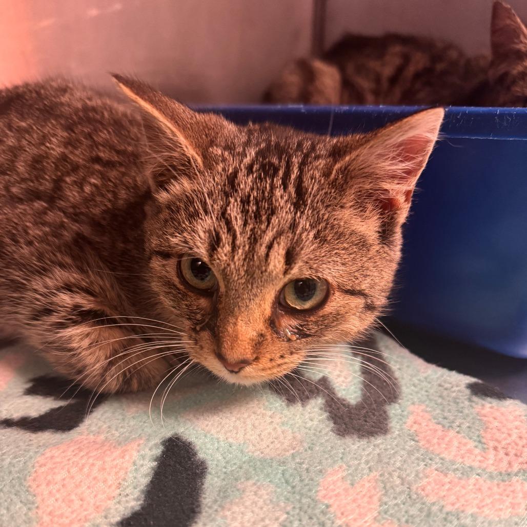 Vessel, Adoptable, Young Male Domestic Short Hair.