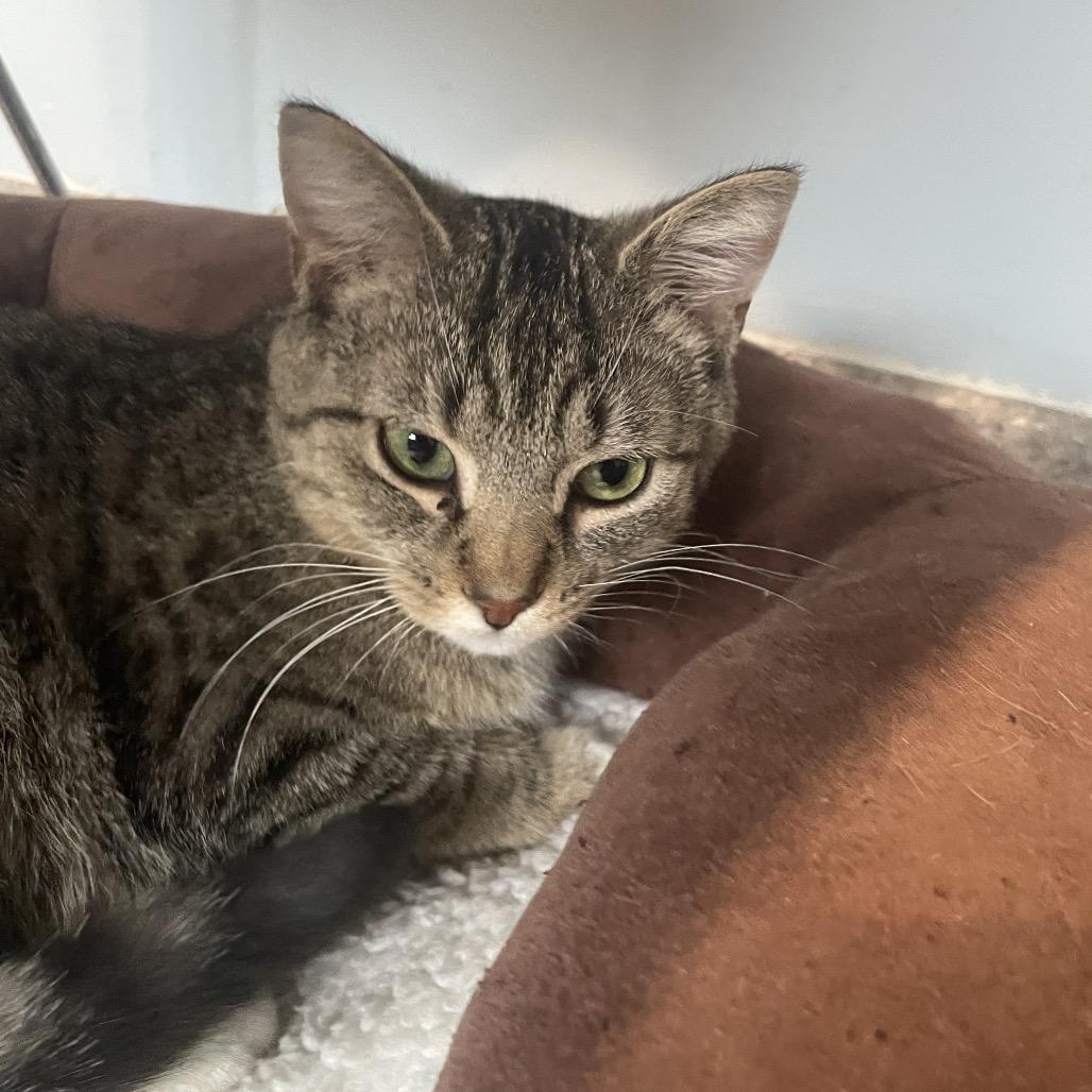 Enlarge Vessel, a Adoptable Domestic Short Hair in South Haven, MI image 4/5