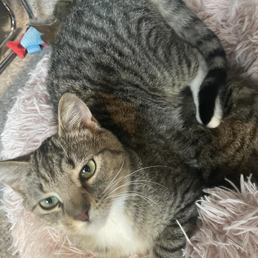 Enlarge Vessel, a Adoptable Domestic Short Hair in South Haven, MI image 5/5