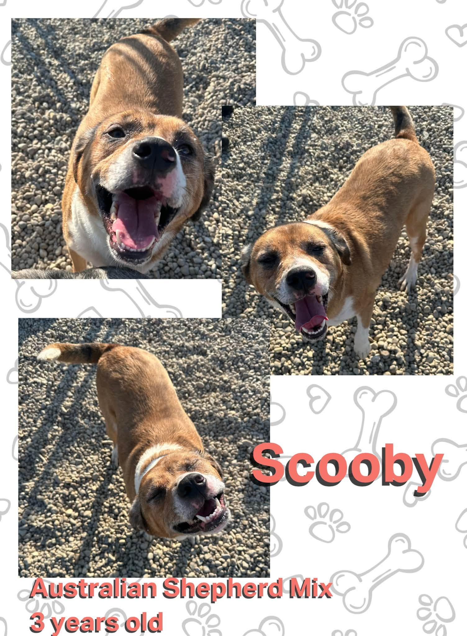 Scooby, ADOPTABLE, Adult Male Australian Shepherd.