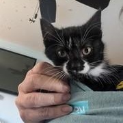 Enlarge Hendrix, an adopted Domestic Short Hair in Menasha, WI image 2/3