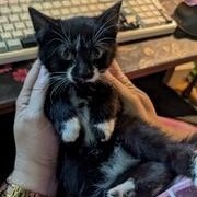 Hendrix, adopted, Kitten Female Domestic Short Hair.