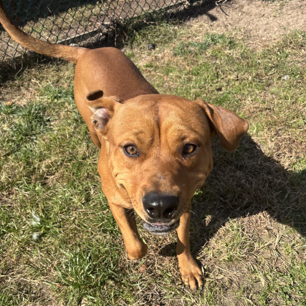 Peanut, Adoptable, Adult Male Mixed Breed.