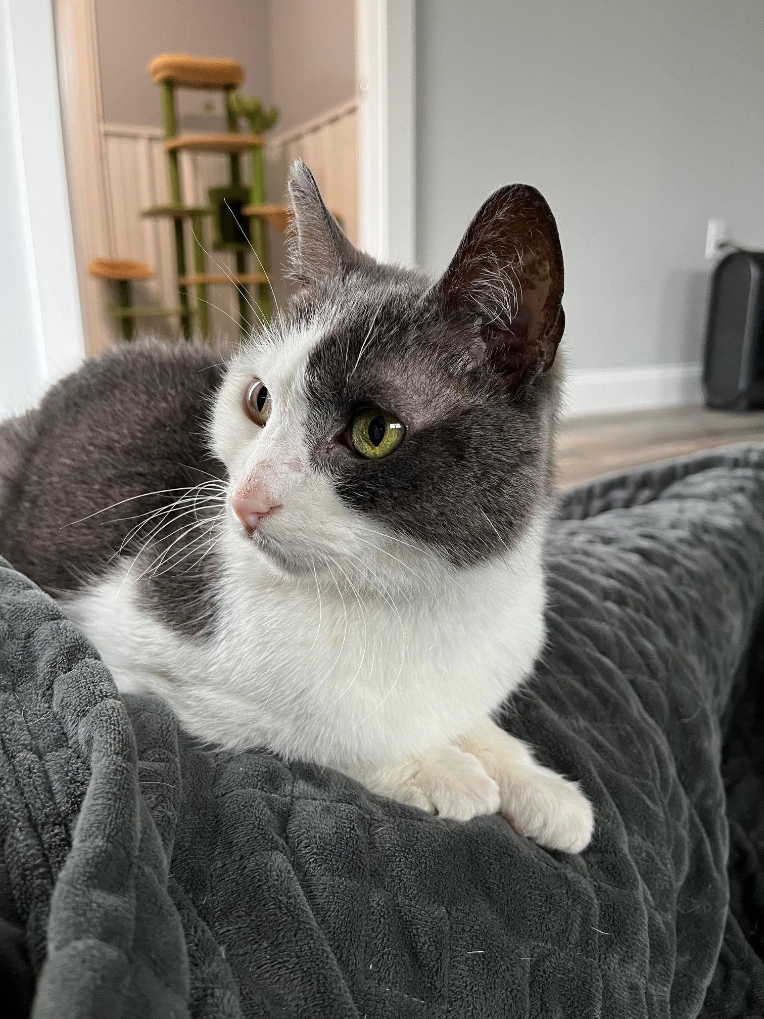 Abbey, Adoptable, Adult Female Domestic Short Hair.