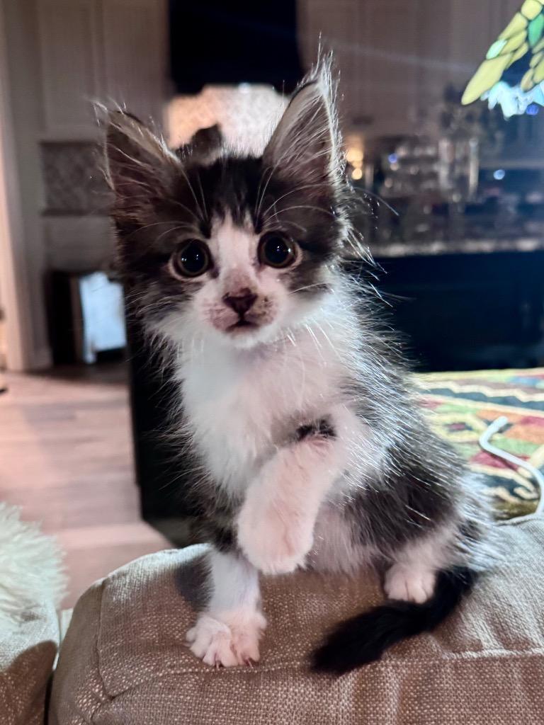 3/30/26 Amos, Adoptable, Kitten Male Domestic Short Hair.